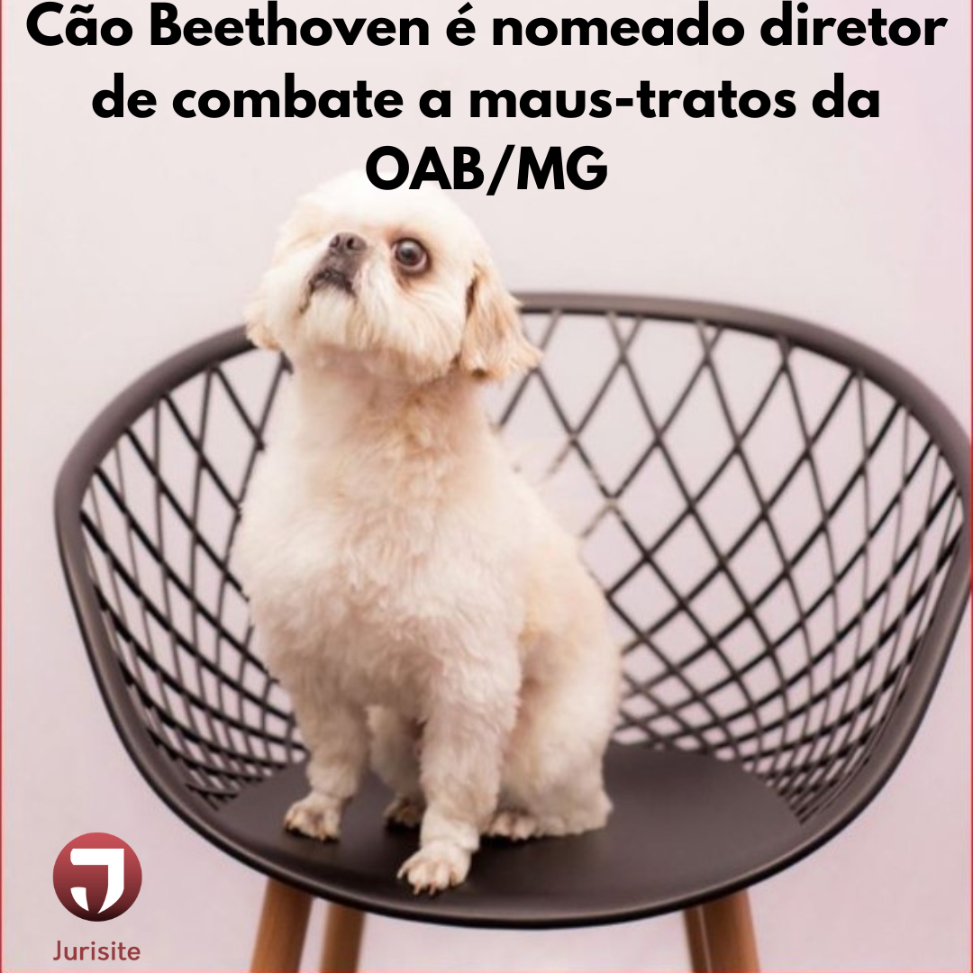 Cão Beethoven é nomeado diretor de combate a maus-tratos da OAB/MG