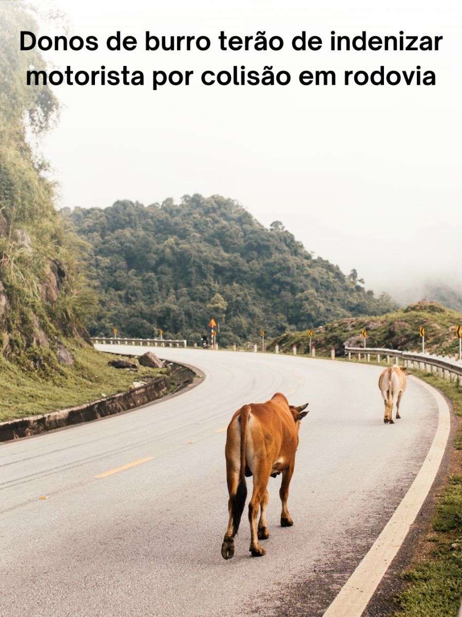 Proprietários de burro terão que indenizar motorista por colisão em rodovia