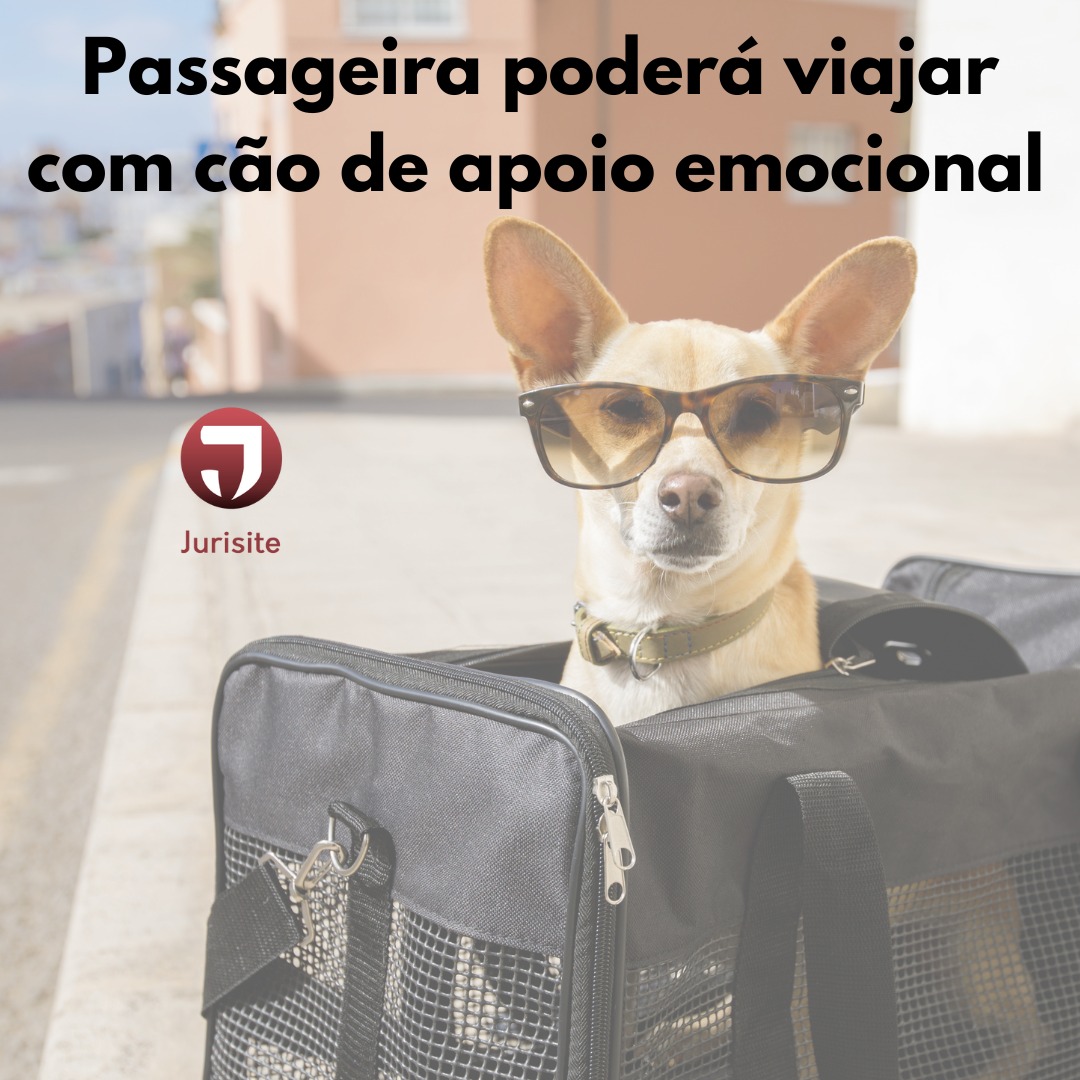 Passageira poderá viajar com cão de apoio emocional durante 1 ano.